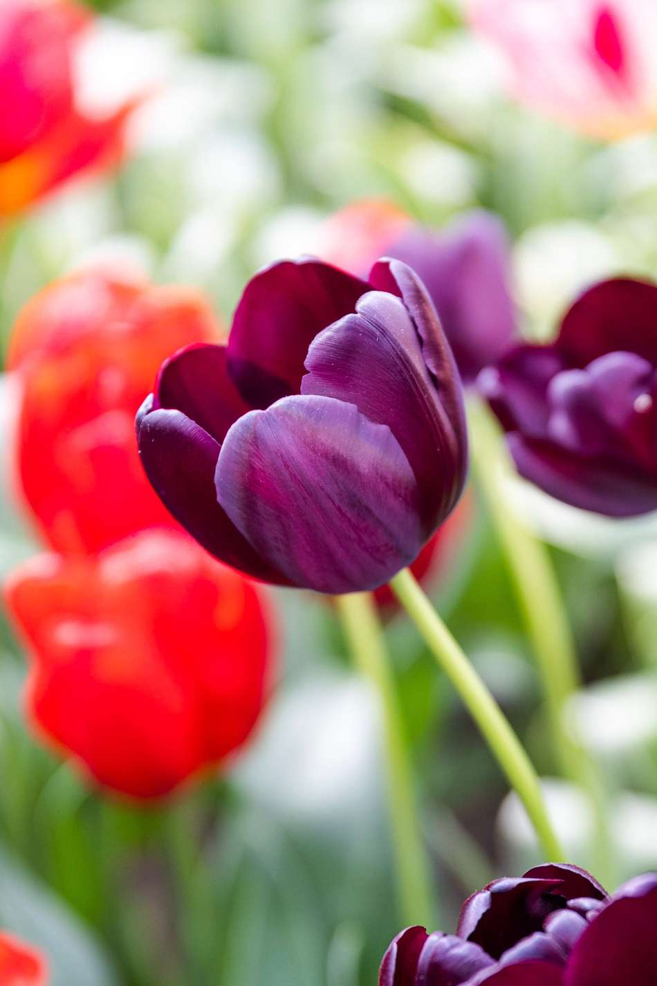 Tulpan 'Queen of Night'